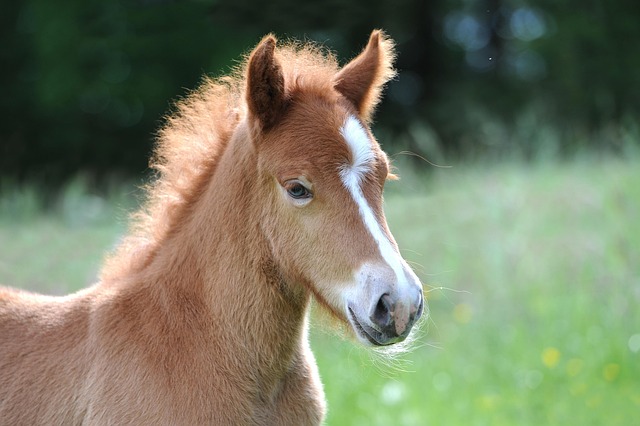 Een schattig paardje